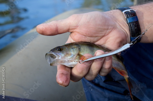 Fototapeta Naklejka Na Ścianę i Meble -  perch fish in the hand