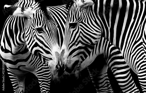 Zebras in schwarz und weiß