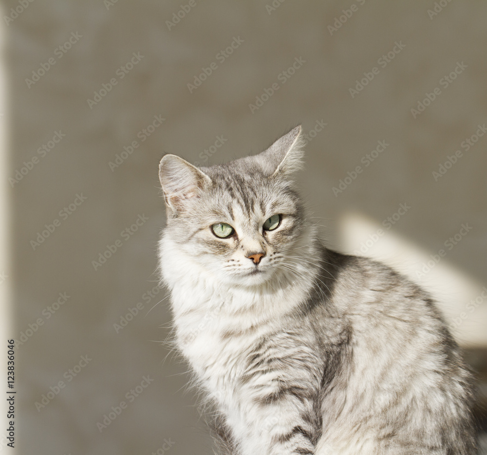 beautiful silver cat in the garden at the sun