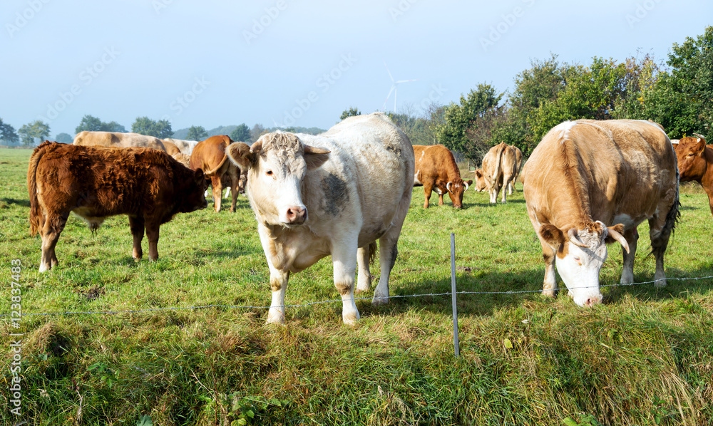 glückliche Rinderherde auf der Weide, Limousin glückliche Rinderherde auf der Weide, Limousin