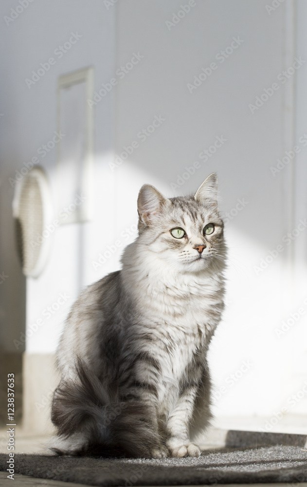 grey cat in the garden, siberian breed