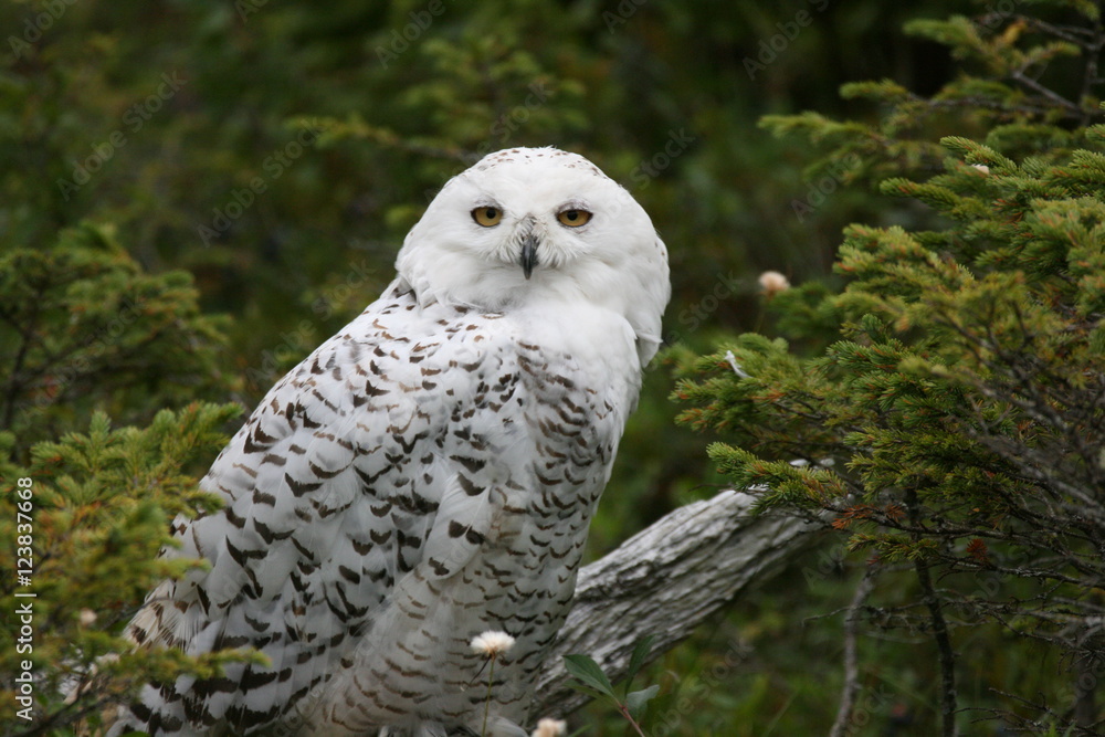Fototapeta premium Snowy Owl
