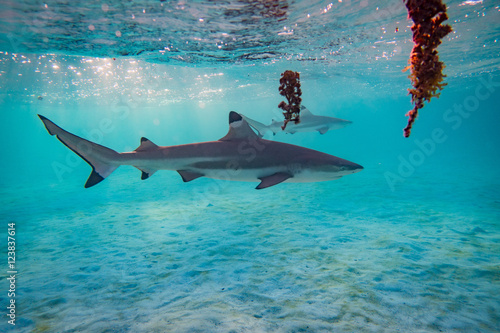 Sharks