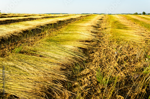 Flax field