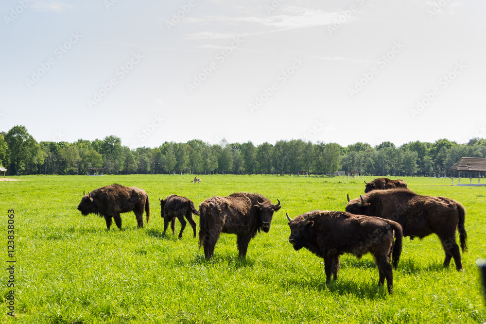 Zubr - belarussion bison in green field.