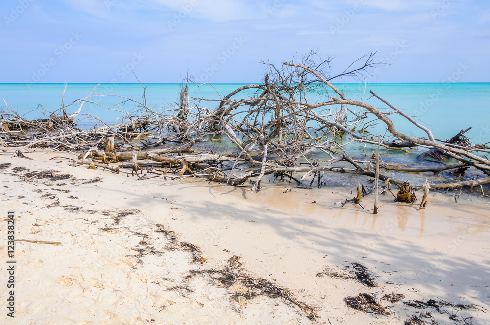 Tree branches in Cayo Levisa Island in Cuba Tree branches in Cayo Levisa Island in Cuba