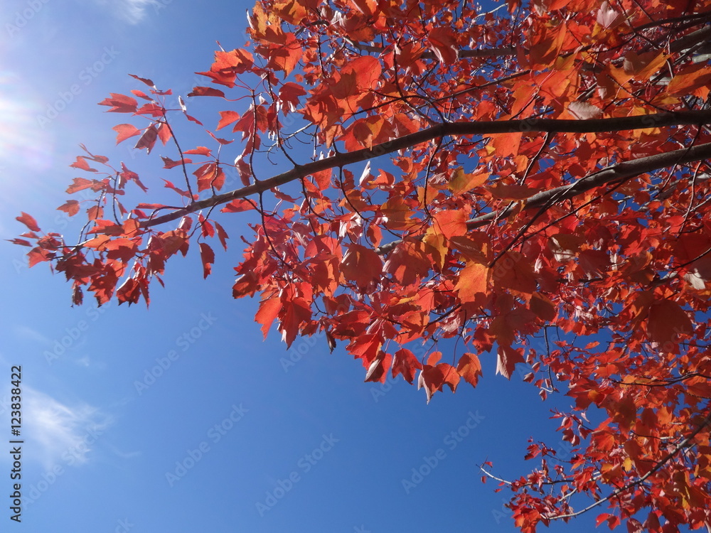 Bright red foliage with blue sky
