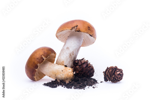 Wild russula mushrooms