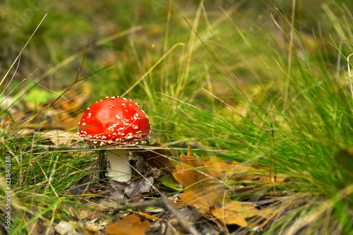 Amanita muscaria (fly agaric, fly amanita, toadstool) in autumn