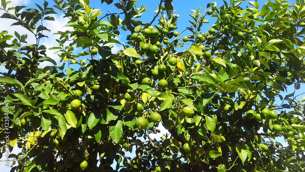 Fresh green lemons on the tree Fresh green lemons on the tree