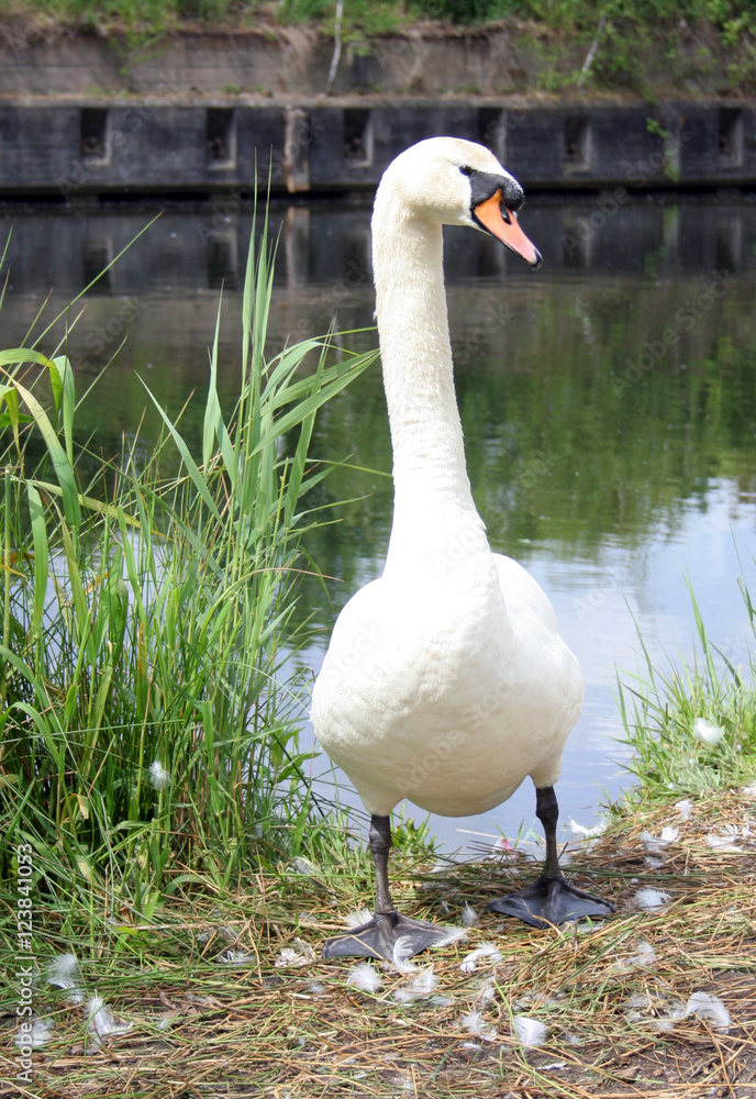 Obraz premium Schwan am Veringkanal