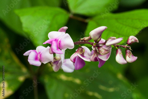 Fleur de la famille des Fabaceae  photo