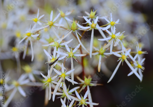 Saxifraga cortusifolia, rubrifolia photo