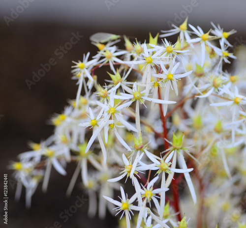 Saxifraga cortusifolia, rubrifolia photo