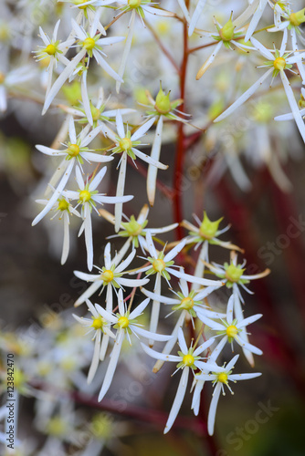 Saxifraga cortusifolia, rubrifolia photo