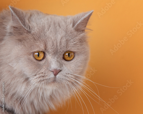 Britisch Langhaar Katze © Wabi-Sabi Fotografie