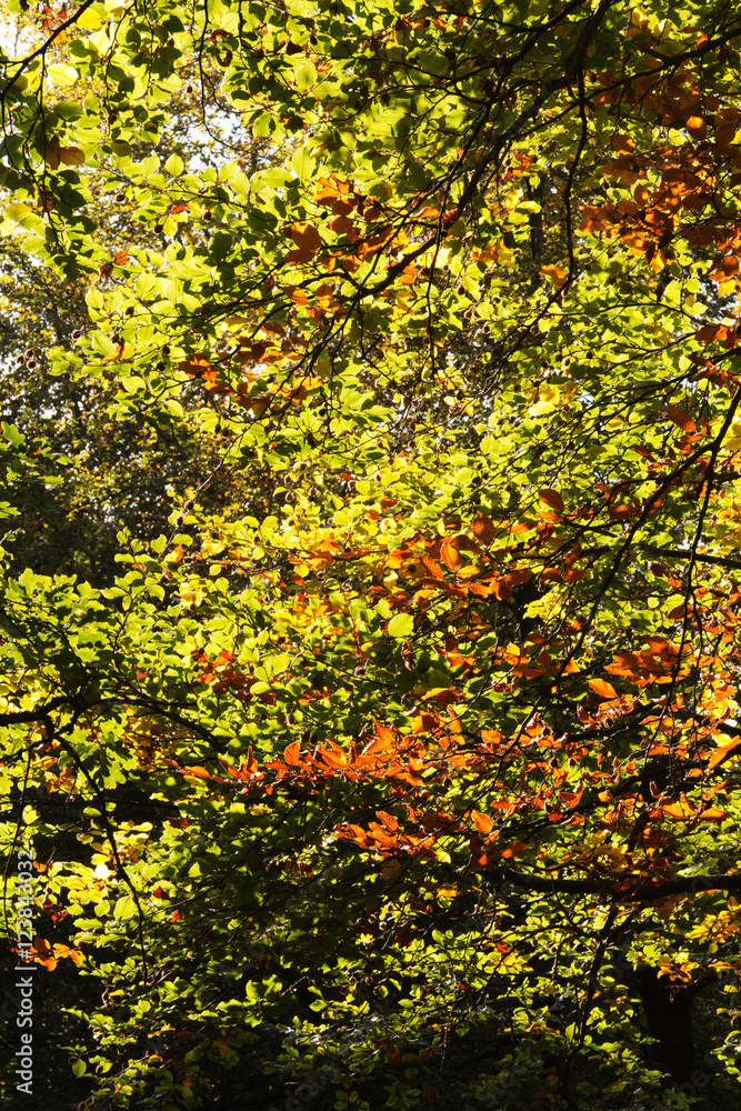 Woodland scene at the start of autumn