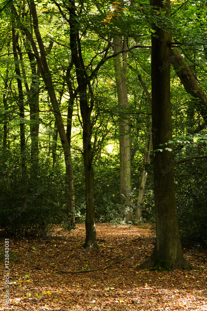 Woodland scene at the start of autumn Woodland scene at the start of autumn
