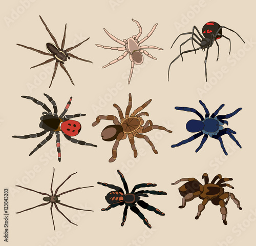 Vector of spiders set