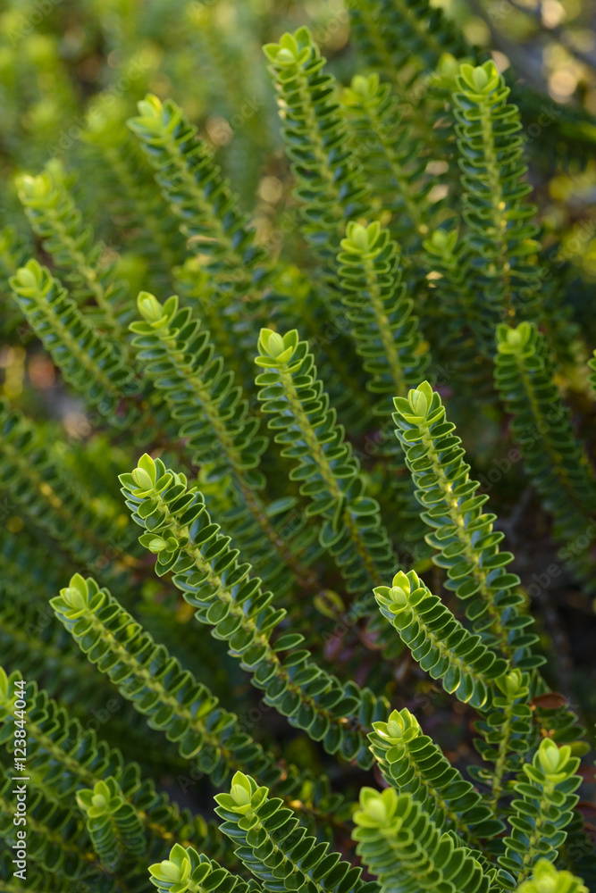 Soft focus of Hebe Green Globe plants Soft focus of Hebe Green Globe plants
