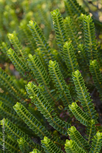 Wallpaper Mural Soft focus of Hebe Green Globe plants Torontodigital.ca