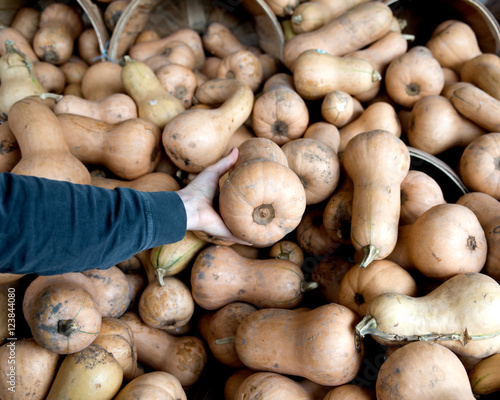 Raw organic spaghetii squash in local farmers market store photo