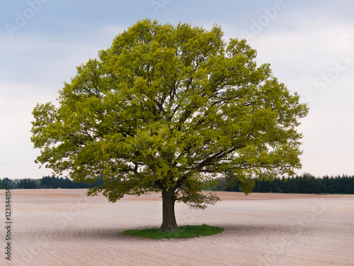 Alone big oak tree in the middle of field on spring time photo