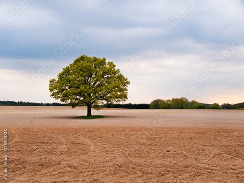 Alone big oak tree in the middle of field on spring time photo