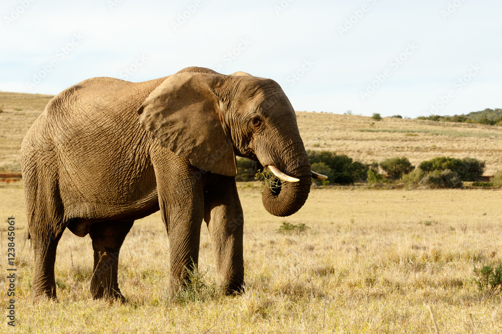 I am eating grass in a field of yellow African Elephant