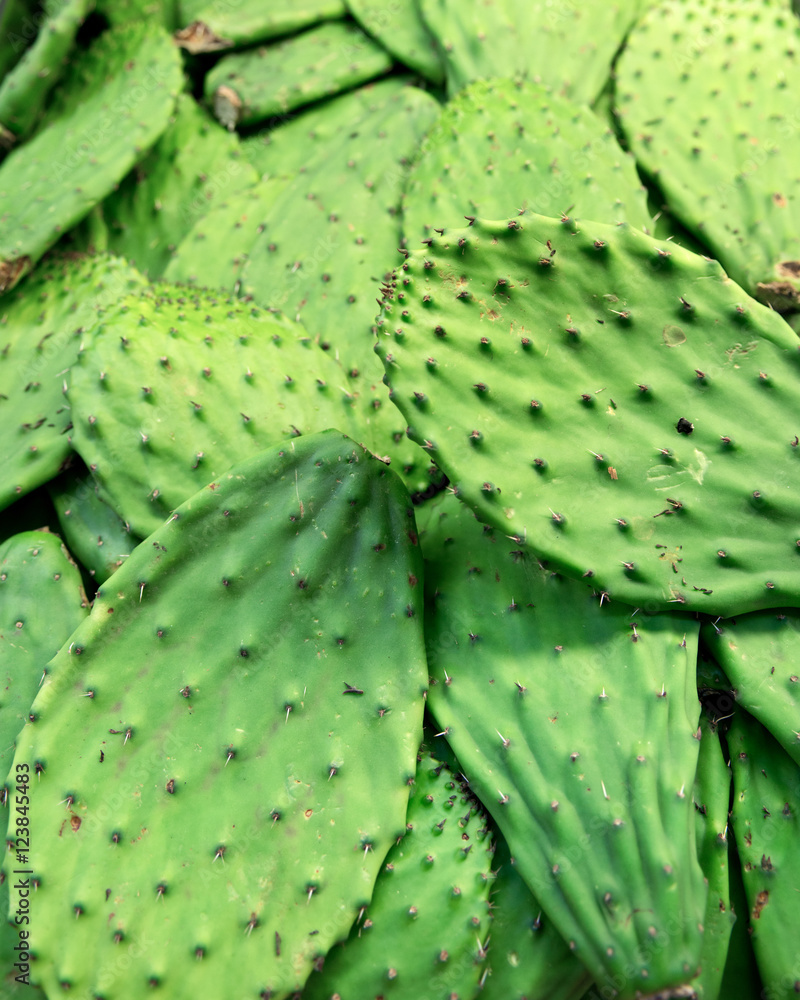 Fresh mexican cactus for eating in local store Fresh mexican cactus for eating in local store
