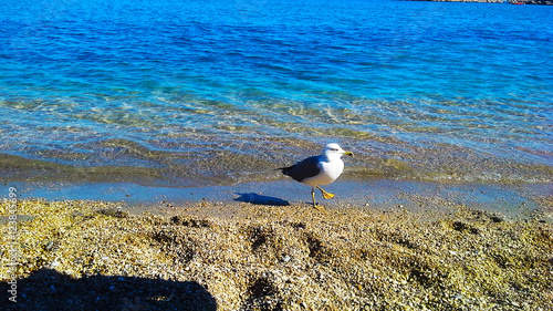 Gull on the shore of the sea photo