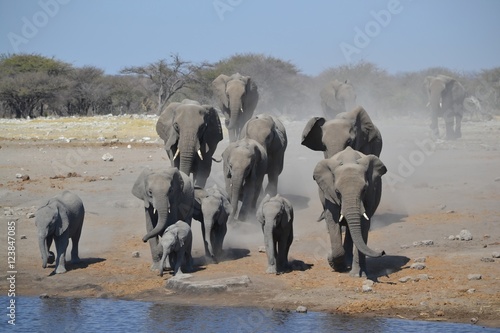 Elephants Rush