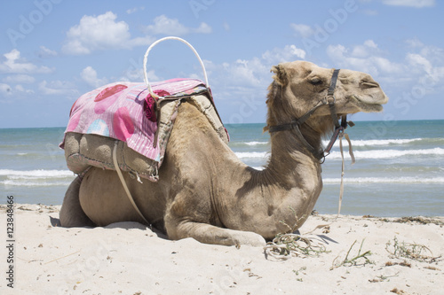 Camel chilling at the beach