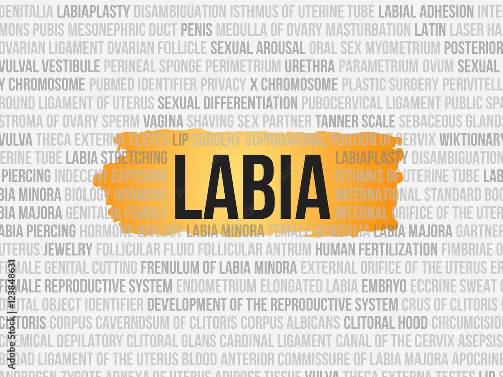 labia StockIllustration Adobe Stock