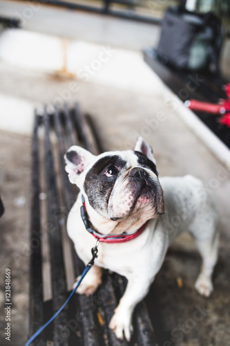 Fototapeta Naklejka Na Ścianę i Meble -  Adorable french bulldog in walk.