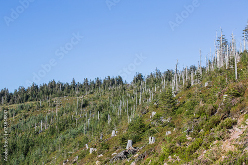 Sturmwurffläche, Orkan Lothar; Nationalpark Schwarzwald, Sommer