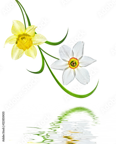 spring flowers narcissus isolated on white background © alenalihacheva