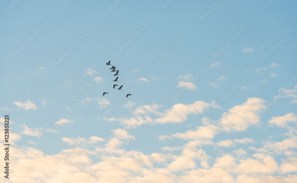 Birds flying in a blue sky at sunrise Birds flying in a blue sky at sunrise