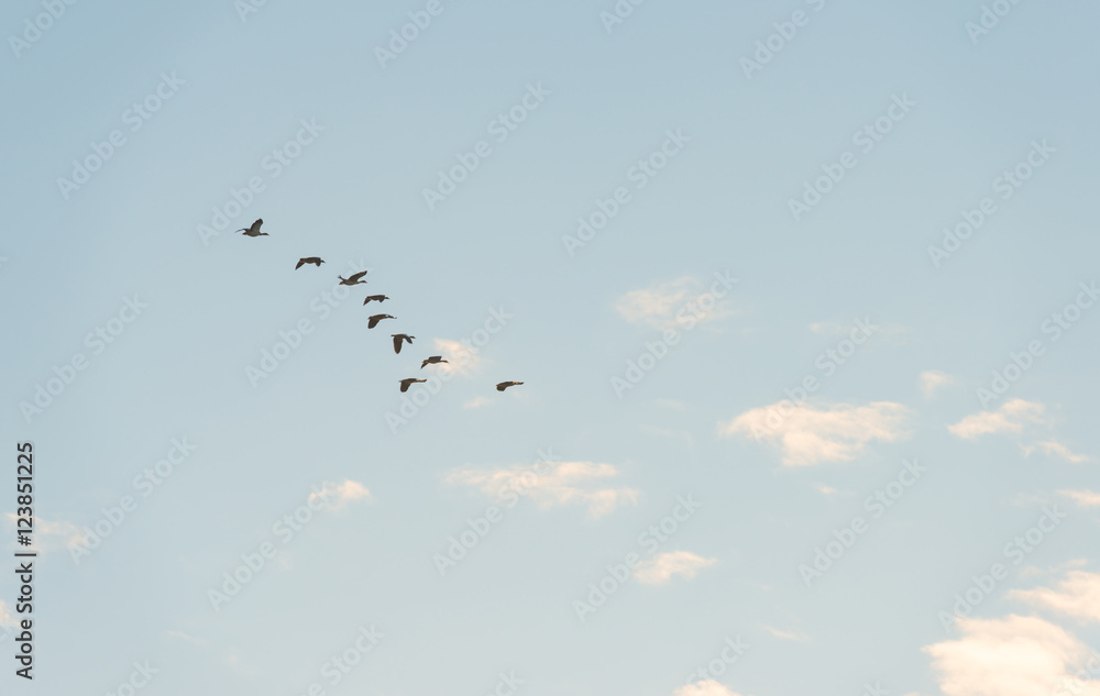 Birds flying in a blue sky at sunrise