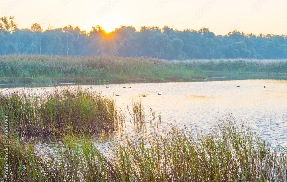 Coots swimming in a lake at sunrise in autumn Coots swimming in a lake at sunrise in autumn