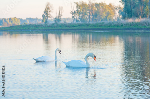 Two swans swimming in a lake at dawn in autumn
