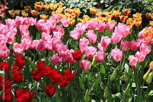 Beautiful view of red and pink tulips