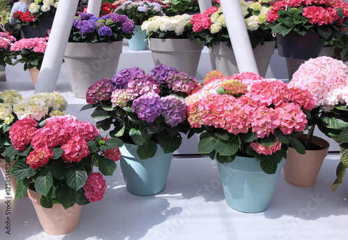 Multicolored Hydrangea hortensia flowers in pots
