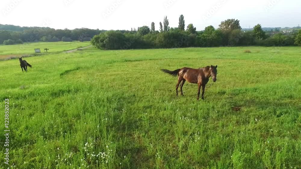 Morning and Green Meadow Where Horses Graze Morning and Green Meadow Where Horses Graze