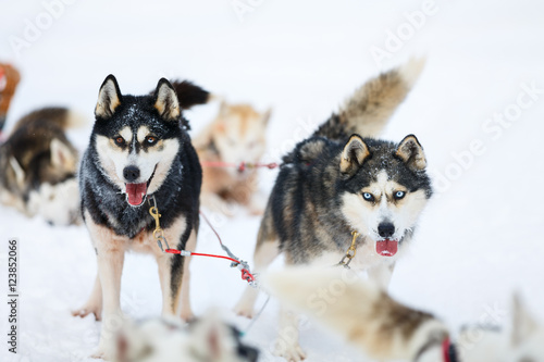 Husky safari