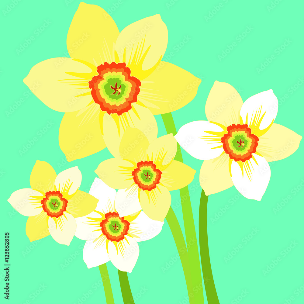 bouquet of yellow daffodil flower.  illustration