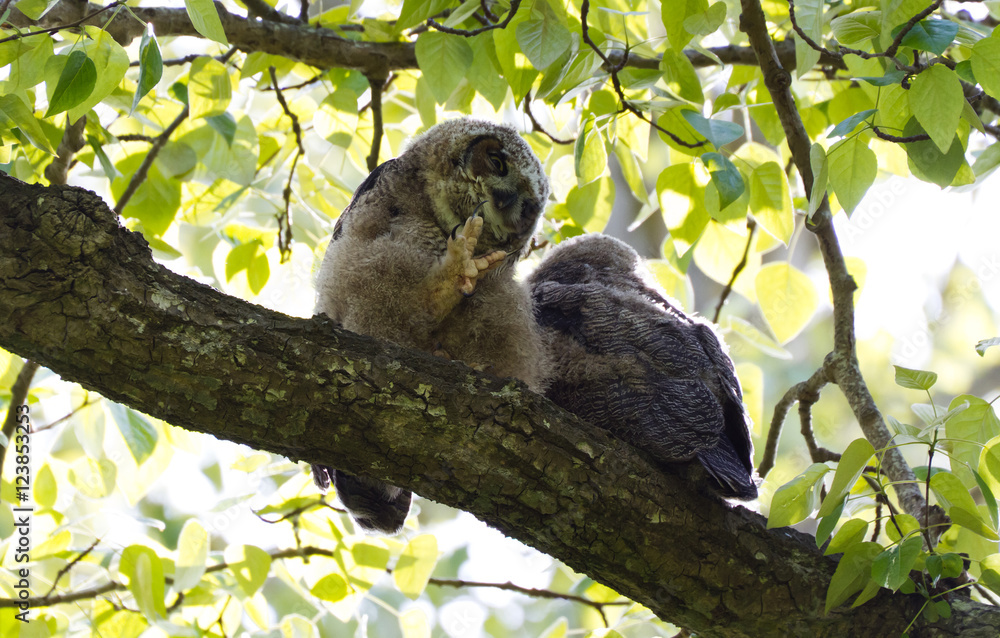 Fototapeta premium Young Great Horned Owl