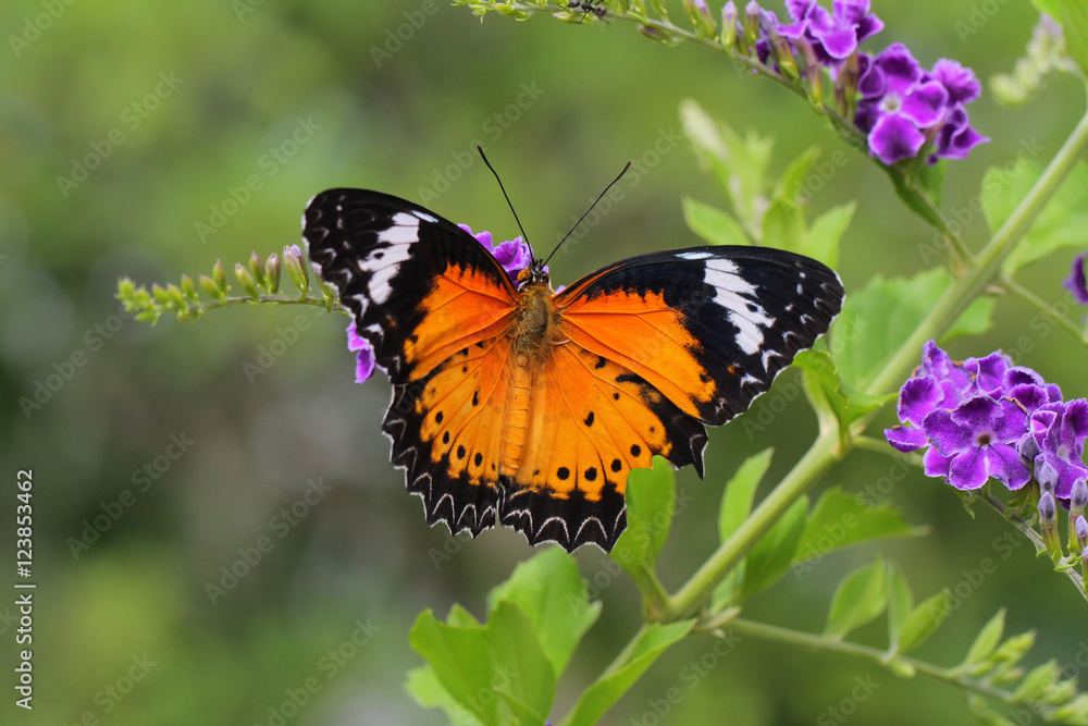 Butterfly in Thailand.