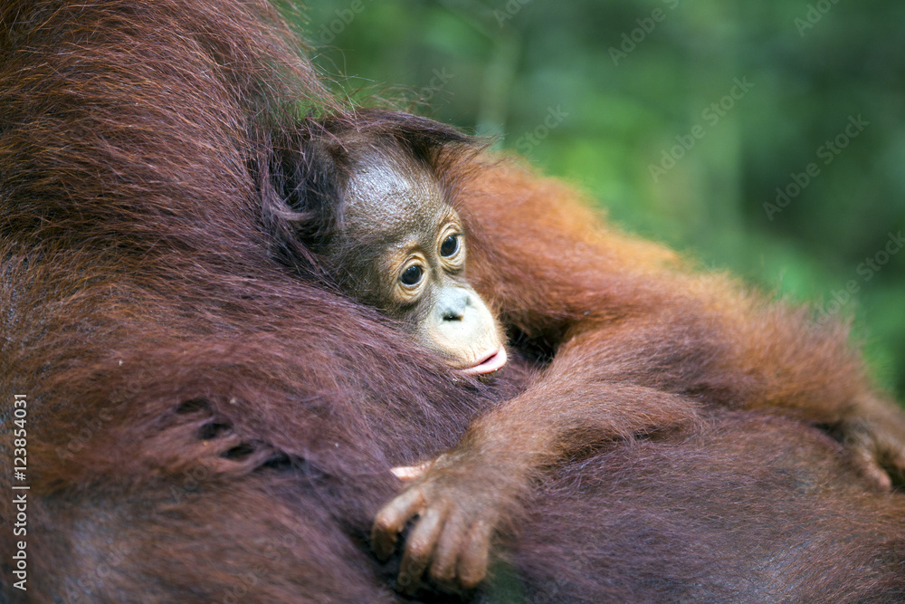 Naklejka premium Baby orang-utan cuddling its mother in its native habitat. Rainforest of Borneo.