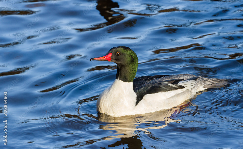 Fototapeta premium Common Merganser